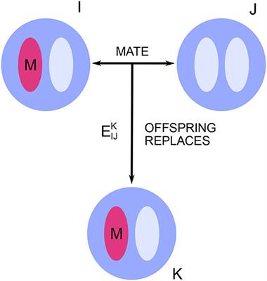 How asymmetric mating patterns affect the rate of neutral genetic substitution